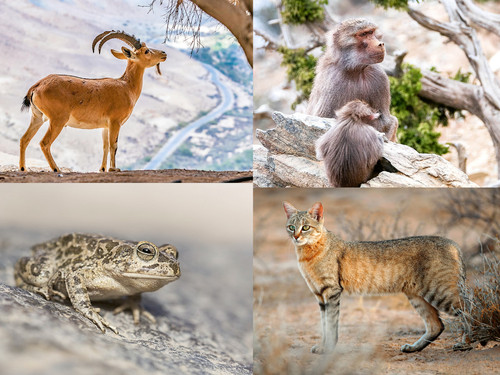 ' Glorified is The  All-Mighty Creator '.jpg