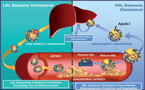 cholesterol11.jpg