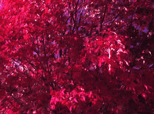 tumblr 598e02b2b162d977223745450233c2fb 48a5a893 540.gif