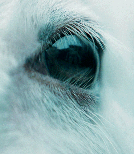 tumblr 4bc08038d909b8c672f178b3eb9dc879 ad32a344 540.gif