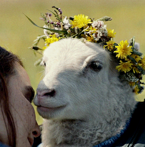 tumblr 7cf1fefa3a6bdb0b0485aab9f6791cac fa7c00e3 540.gif