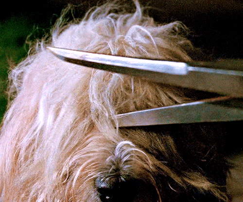 tumblr 21b61518012a27735d8b4453564431a4 49965002 540.gif