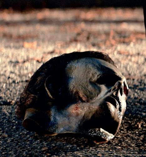 tumblr e012fd3053176564861b84955d4c3725 d6759d92 540.gif
