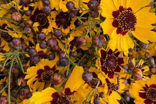 close-up of a bouquet of yellow-orange flowers with a beautiful, deep red center. many red-purple buds stand along the already-bloomed flowers