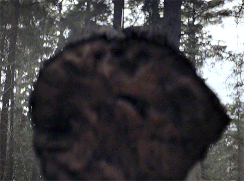 tumblr 6d310f34b52f13239d92deeb38f022c2 78b50d70 540.gif