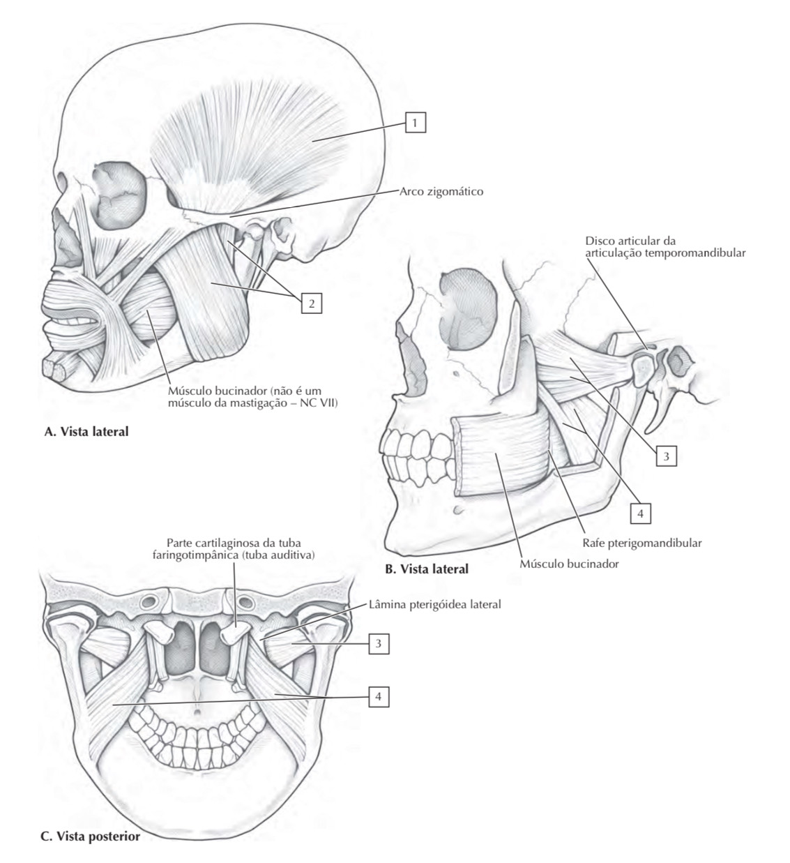 Página interna do e-book Anatomia para Colorir com detalhes do crânio