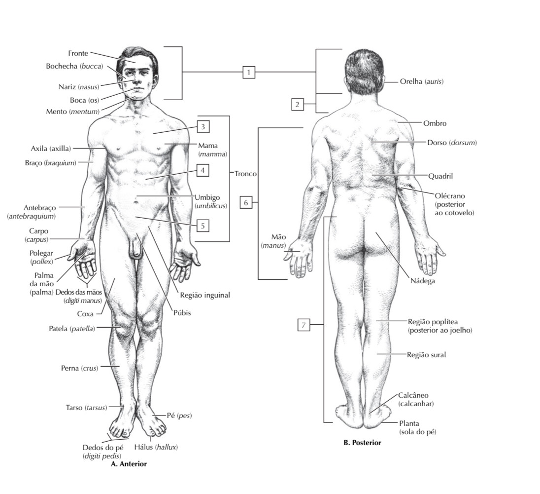 Página interna do e-book Anatomia para Colorir ilustrando músculos