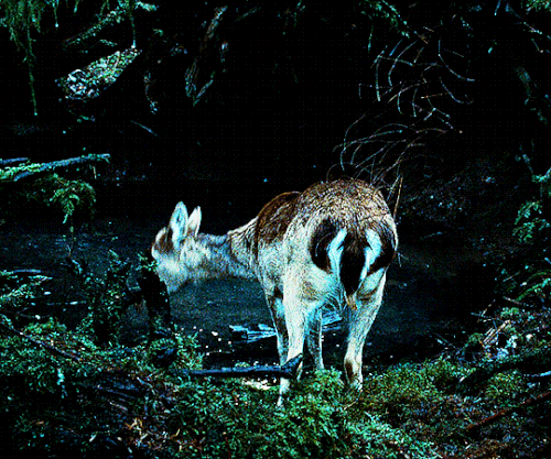 tumblr 01733e8241634bf852249f7db8843a13 f7a11772 540.gif