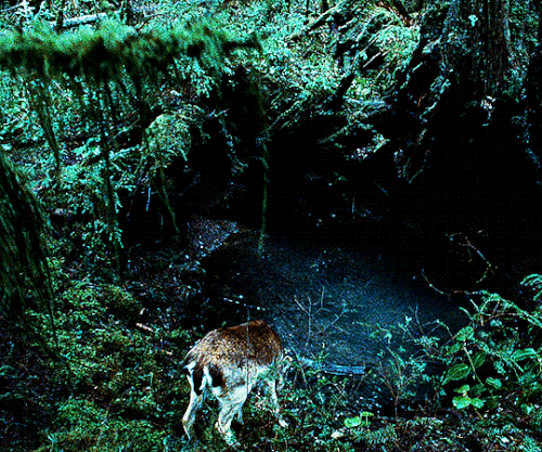 tumblr c2dfcbc8110da3a0646b1614d99220ce eedf75e5 540.gif