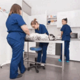 Best Care Animal Hospital Oak Bay Pet Clinic.gif