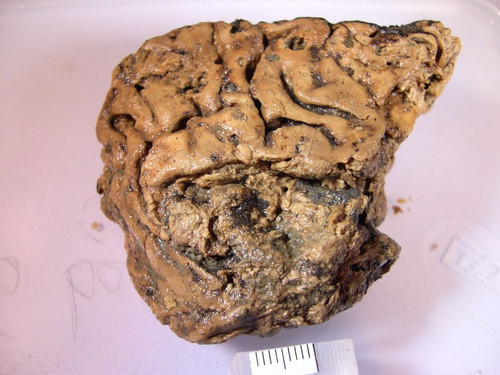 ocmuc2504.jpg