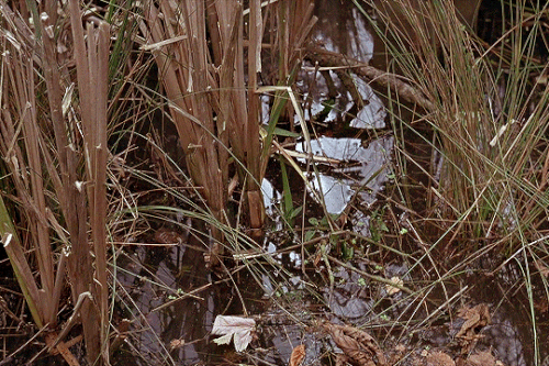 tumblr 33335f68585d305bfe51fae86796da32 006a7832 540.gif