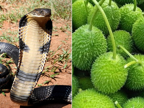 snake 1748879554668 1748879560672.jpg