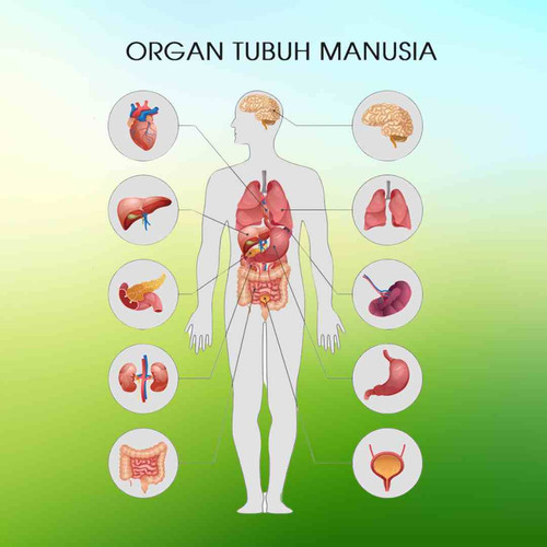 Organ tubuh manusia.jpg