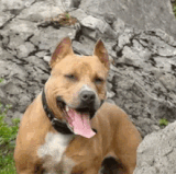 Stop Cat Aggression in Victoria Kindheart Vet Behaviour Experts.gif