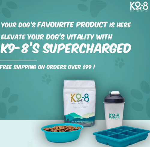 Digestive Supplements for Dogs – Daily Gut Support Made Easy.png