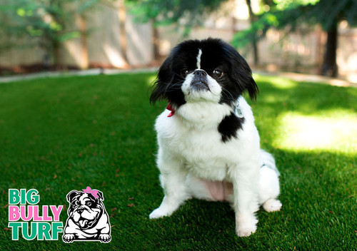 Artificial Grass Installation.jpg