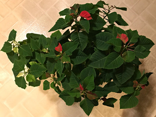 poinsettias111120.jpg