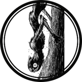token gato aranha