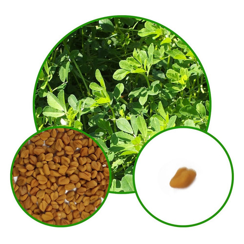 fenugreek leaves methi seeds.jpg