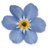 miner forgetmenot