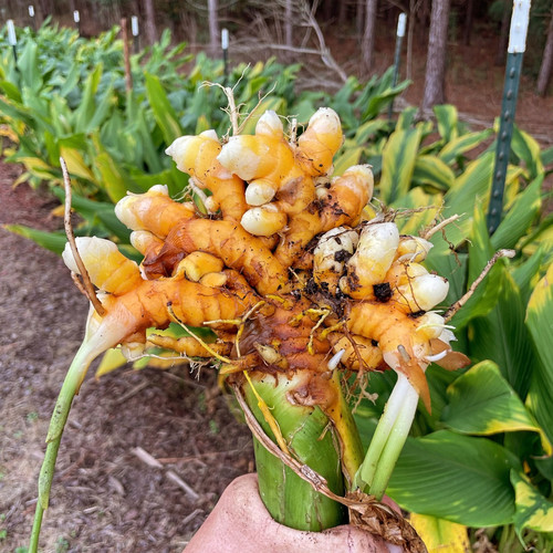 massive turmeric root 1080x1080.jpg