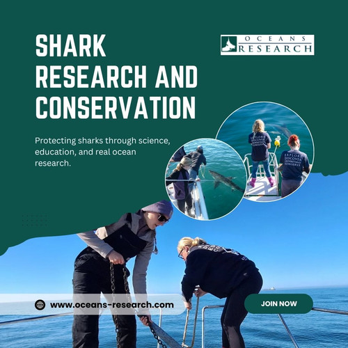 Shark Research And Conservation.jpg