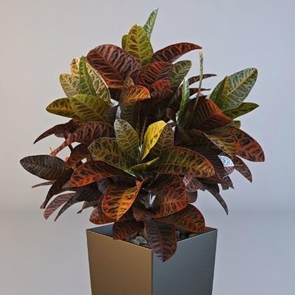 platone croton plant cp188 produ.jpg