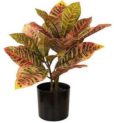 platone croton plant cp328 produ.jpg