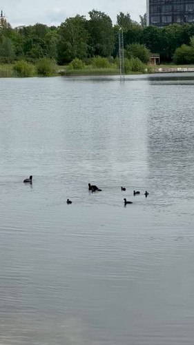 bd mIS2BmgIIroVC.jpg