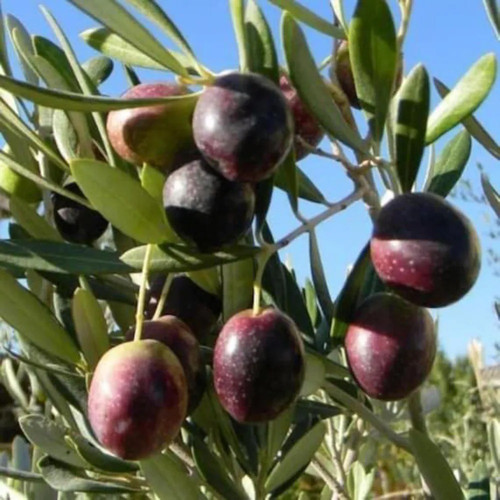 online plant bazar green alltime.jpg