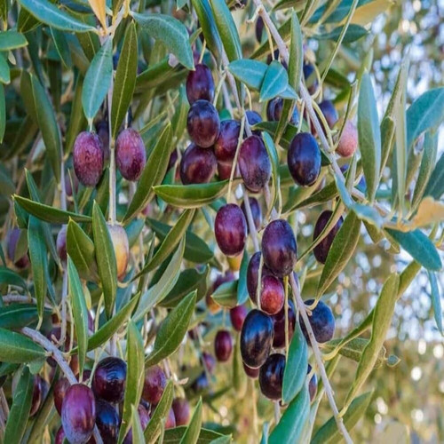 kalamata olive fruit plant.jpg