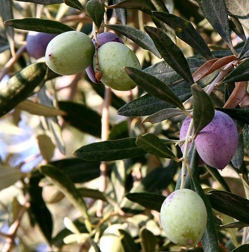 olive.jpg