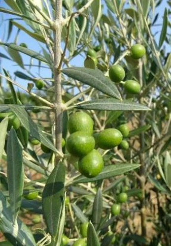 cloud farm hybrid indian olive j.jpg