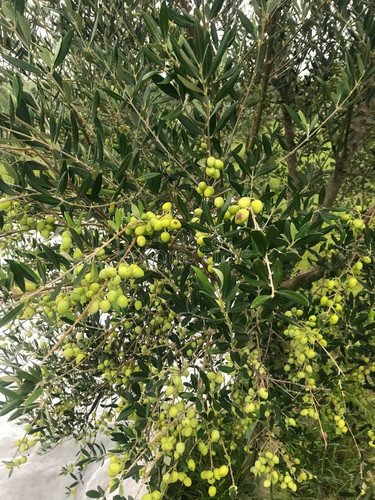 olive plant production olives wh.jpg