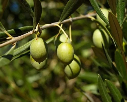 olive tree plant 500x500.jpg