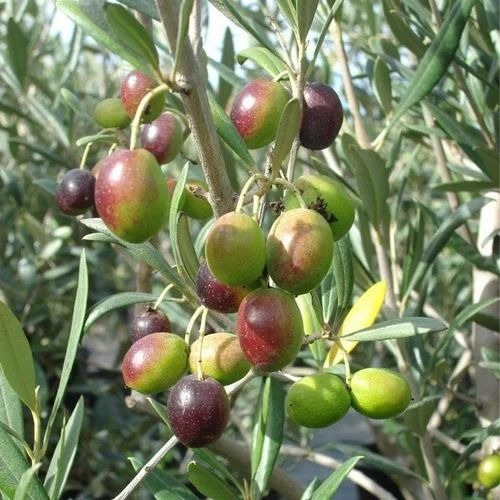 olive fruit tree 500x500.jpg
