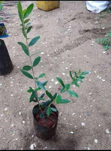 olive plant.jpg