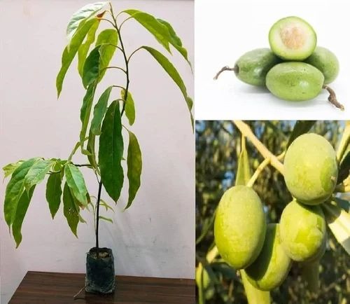 desi olive jolpai plant 500x500 (1).jpg