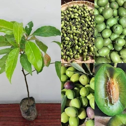 desi olive jolpai plant 500x500.jpg