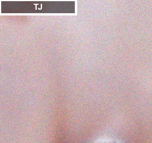 c3fc8804f6ed4dfcb4a7eea661bcbba3.png