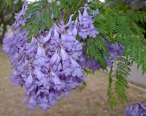 jacaranda mimosifolia plant 500x.jpg