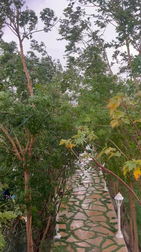 KAwr6fuyu3Azmw B.jpg