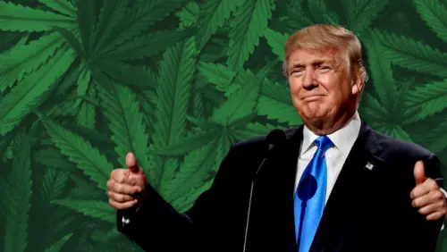 trump cannabis.webp