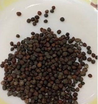 45 hybrid organic german turnip.jpg