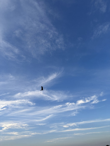 IMG 4655.jpg