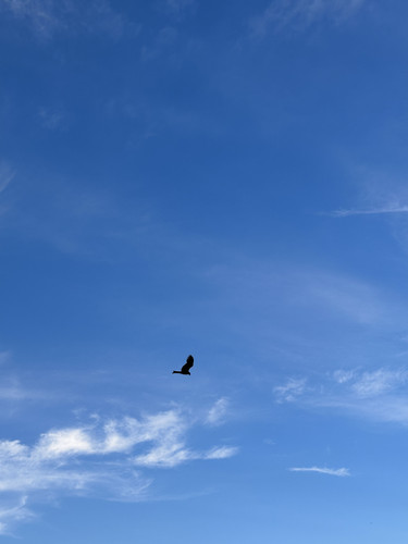 IMG 4656.jpg
