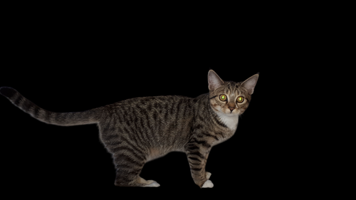 IMG 20191217 WA0002 Photoroom.png
