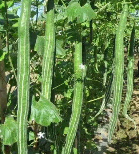 82 c snake gourd91 chalisa origi.jpg