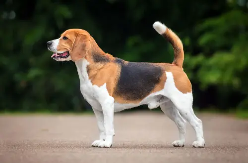 beagle hound dog.webp